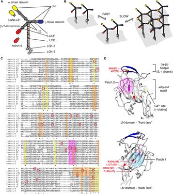 Laminin Polymerization and Inherited Disease: Lessons From Genetics